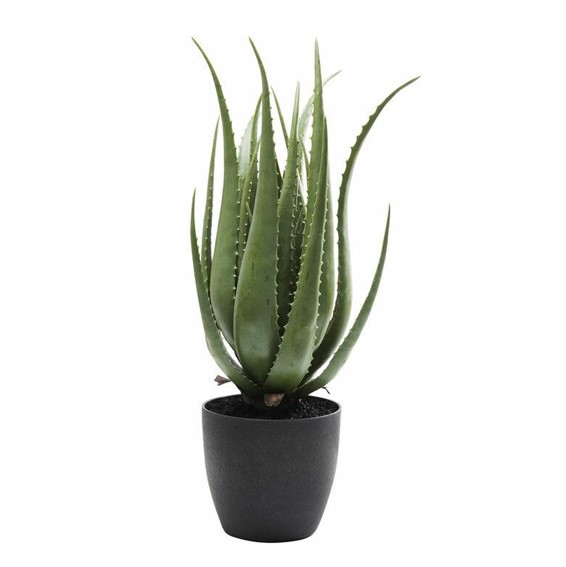 Roślina Dekoracyjna ALOE 69 cm