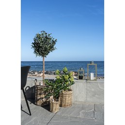 Sztuczne Drzewo Figowe 60cm